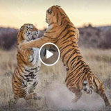 Avatar de l’utilisateur